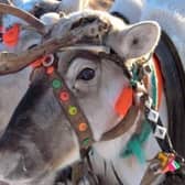 The thought of meeting a real-life reindeer at a Christmas event is exciting for people of all ages, but the animal welfare charity is concerned that these complex creatures could be suffering.