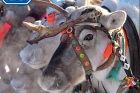 The thought of meeting a real-life reindeer at a Christmas event is exciting for people of all ages, but the animal welfare charity is concerned that these complex creatures could be suffering.