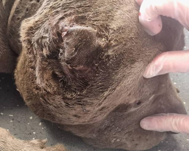 The RSPCA is appealing for help after a dead dog with fighting injuries and mutilated ears was taken to a vet practice in Dewsbury.