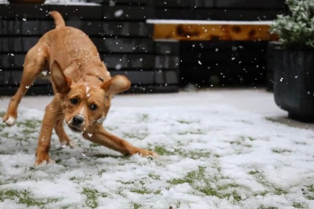 A dog enjoying playing in the snow.