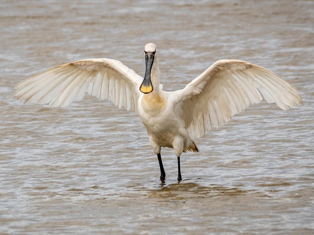 Spoonbill.