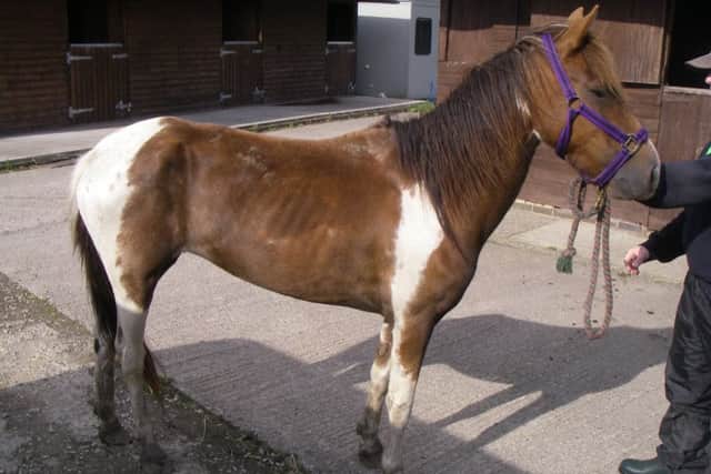 Pictured is pony Daisy - belonging to Judy Shaw, 45, of Dorset Close, Brimington - after she was found under-weight at a paddock in Dronfield.