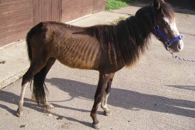 Pictured is pony Larry - belonging to Judy Shaw, 45, of Dorset Close, Brimington - after he was found emaciated at a paddock in Dronfield.
