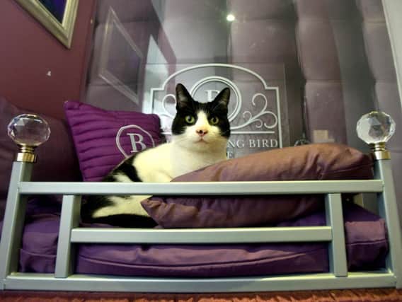 The award-winning Ings Luxury Cat Hotel and Lodge give their feline guests a 5 star service, offering a relaxing and enjoyable experience for your cat