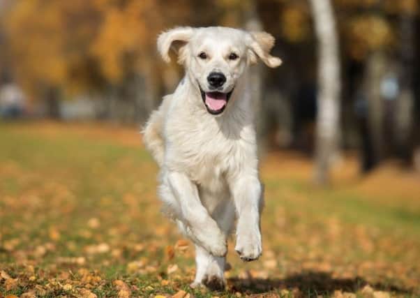 Don't let your dog fall victim to Parvovirus