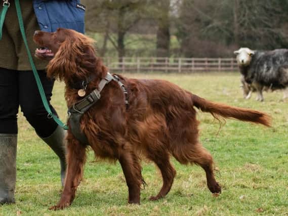 Charity survey reveals almost a quarter of dog owners report that their pet has chased animals, including livestock