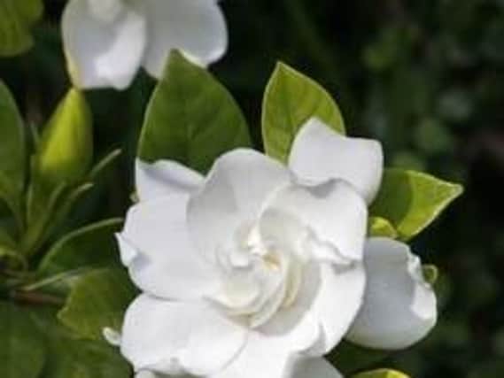 In early summer, this classic evergreen shrub bursts into flower with thick, white and waxy blossoms that release an intoxicating aroma which can perfume an entire garden. 

This sophisticated white flower has inspired several perfumes, including Chanel's Gardenia and Marc Jacobs Eau de Perfume.