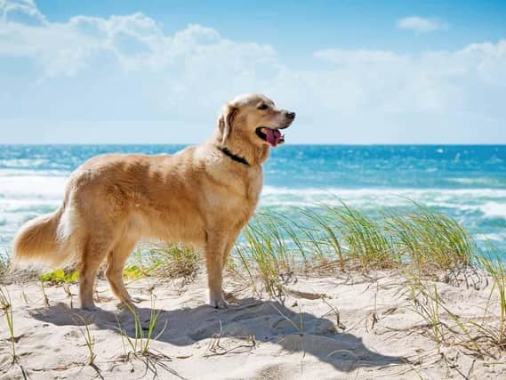 Taking your pet abroad involves a lot of cost and consideration