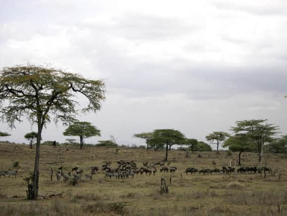 Generic view of Zebras and Wildebeast  in Selous Game Reserve (Photo JOSEPH EID/AFP/Getty Images)
