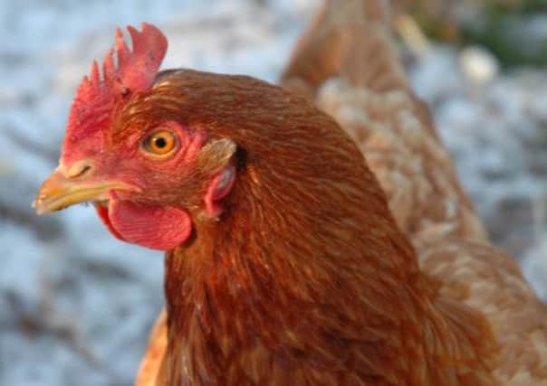 HAPPY: Four Paws UK is encouraging shoppers to buy free range eggs.