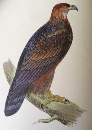 CHARITY AUCTION A hand-coloured image in the 19th century book set about British birdsl.