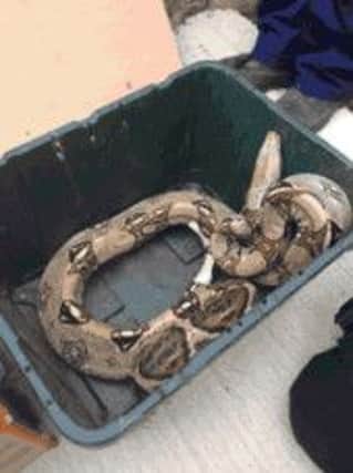 Snakes alive: Police found this boa constrictor in Batley.
