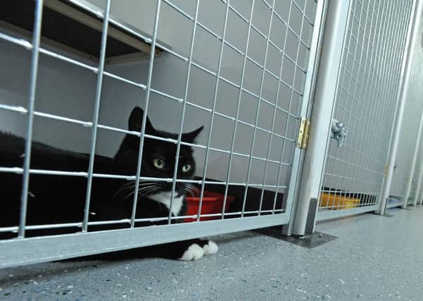CAT CRISIS RSPCA shelters are full with hundreds of cats needing new homes.