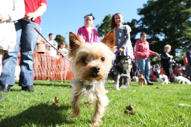 Yorkshire Rose Dog Rescue dog show