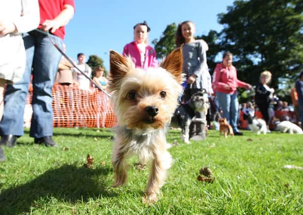 Yorkshire Rose Dog Rescue dog show