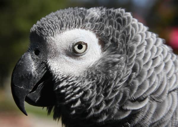 EXOTIC PET An African grey parrot.