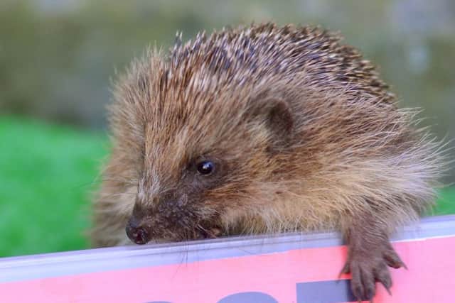 PRICKLY CUSTOMER Vicky Greenwood's hedgehogs are getting a helping hand