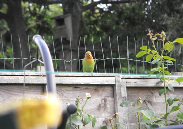 A Parakeet taken in the garden of the home of John Rhys-Vivian