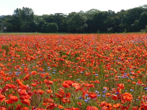 A field of poppies.