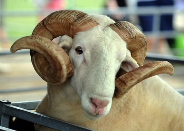 RAM-TASTIC: Details of the 2014 Great Yorkshire Show have been revealed.