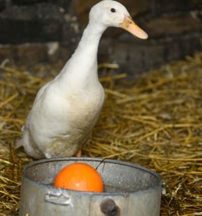 What was thought to be a goose has been saved from the chop this Christmas. A white indian runner duck was found among the geese at Hostingley farm. A friend of the farm (Dawn Hinton) is going to look after the bird at her home. (D553E350)