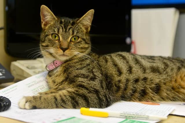 Just purrfect! Cookie takes charge of the hotel office.  (D543D401)