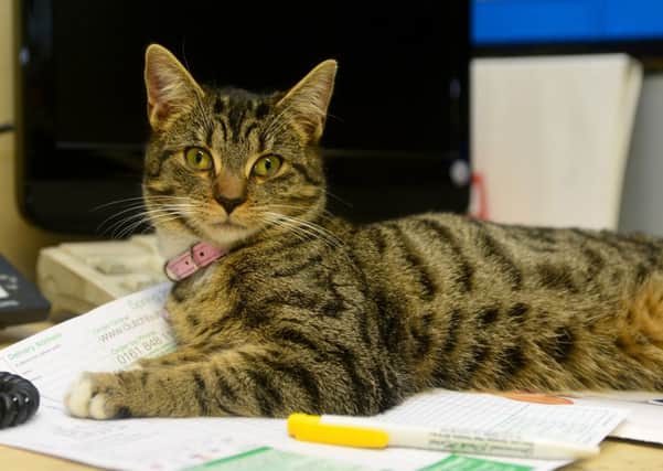 Just purrfect! Cookie takes charge of the hotel office.  (D543D401)