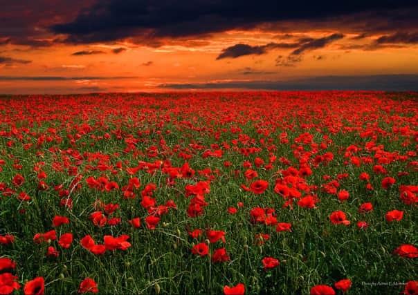 Poppies, reader's picture by Adrian Mortimer of Hightown.