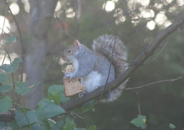 Squirrel stealing a butty