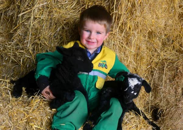 WOOLLY JUMPERS Farmer Hillary Peel's grandson Tom Goodyear with a couple of new born lambs. (D534F410)