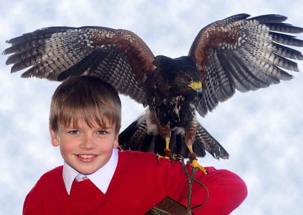 Coby Perks meets Harris Hawk Storm during its visit to Old Bank School. (d611a410)
