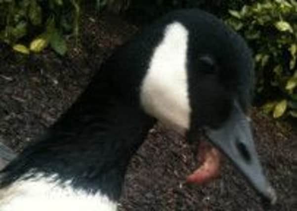 Canadian goose attacked by yobs in Batley