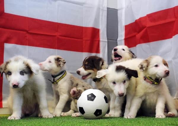 Its a beautiful game as Dogs Trusts World pup squad line up for training.