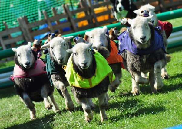 LAMB NATIONAL Even the sheep are gearing up for a baa-rilliant Mirfield Show.