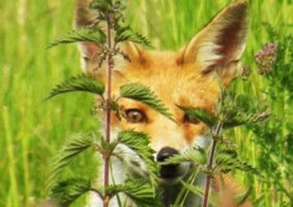 READER PICTURE John Cotton found this crafty character peering out of the nettles.