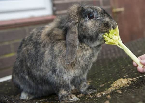 ANIMAL SURGERY Families need to 'bunny proof' their homes before bringing back a new rabbit.
