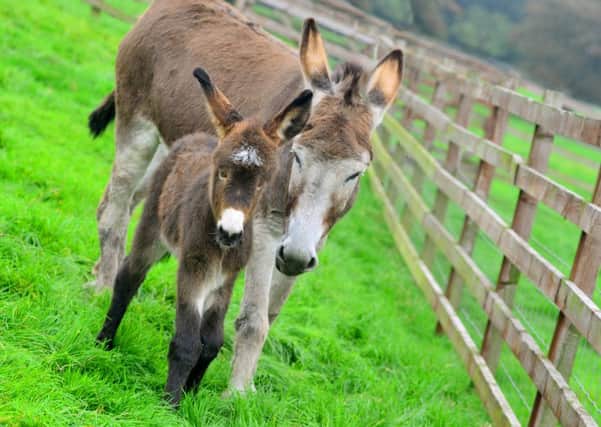 Blue Hill Farm shop has a new baby donkey that they want readers to name. She is with her mother - Lucky. (D553A438)