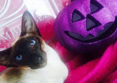 DEVILISH DELIGHTS The Ings Luxury Cat Hotel is going all out for Halloween.