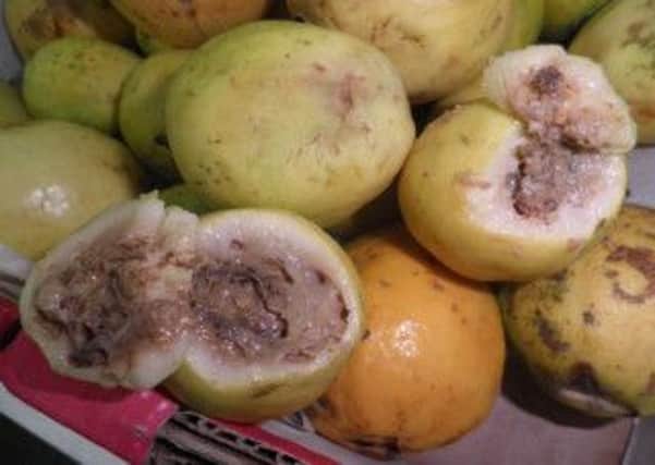 Rotten guava found during HMI investigation.