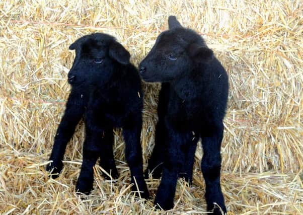 New lambs at  Breck's farm. (d621b452)