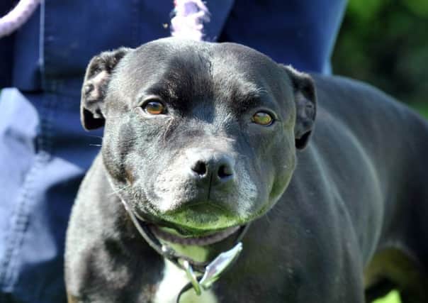 A Staffordshire Bull Terrier.