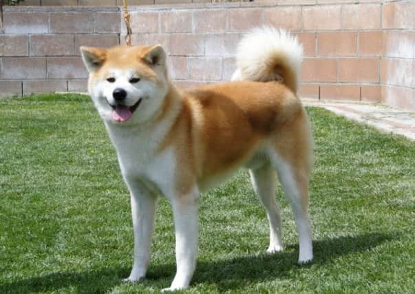 An Akita, similar to the one which attacked Merlin.