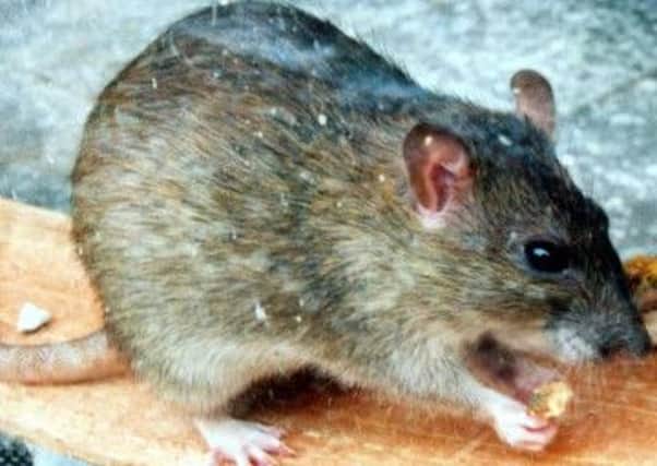 Rat infestations temporarily shut down three takeaways in Ravensthorpe.