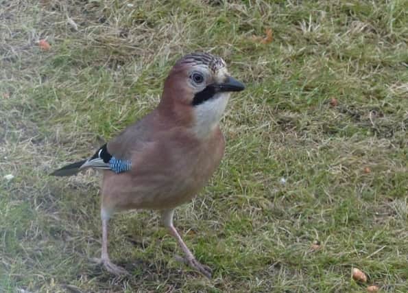 READER PICTURE A jay taken by Val Asquith.
