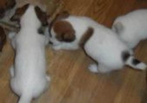 Two Jack Russell puppies were stolen in a farm burglary in Birstall.