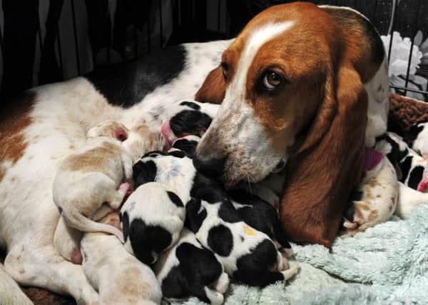 Bassett hound Tessa with her litter of 14 puppies.  Picture Bruce Rollinson