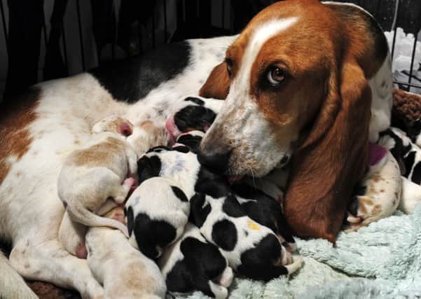 Bassett Hound Tessa with her litter of 14 puppies born during an emergency caesarean which was double the number vets expected.