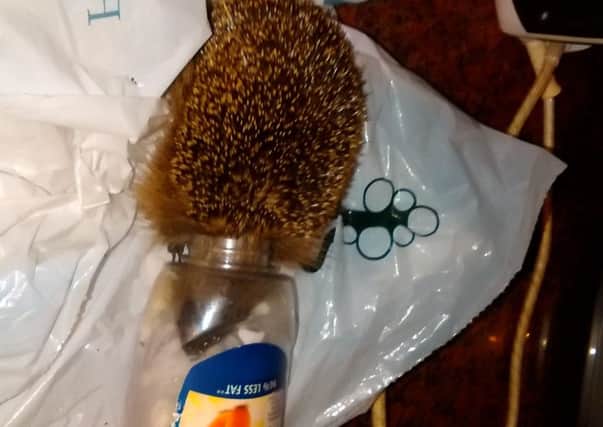 The hedgehog  with a moyonnaise container around its head. Picture: Ross Parry Agency