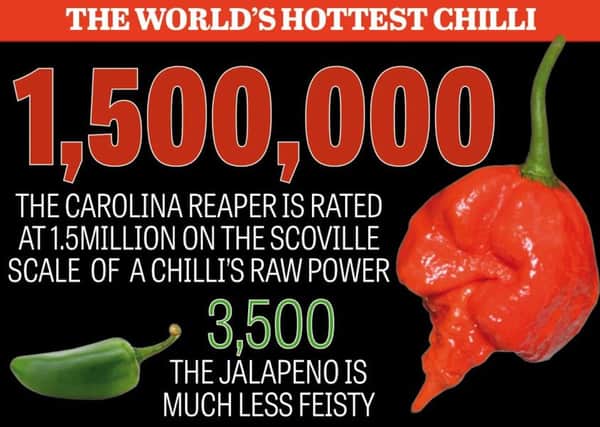 Would you dare to try the world's hottest chilli?