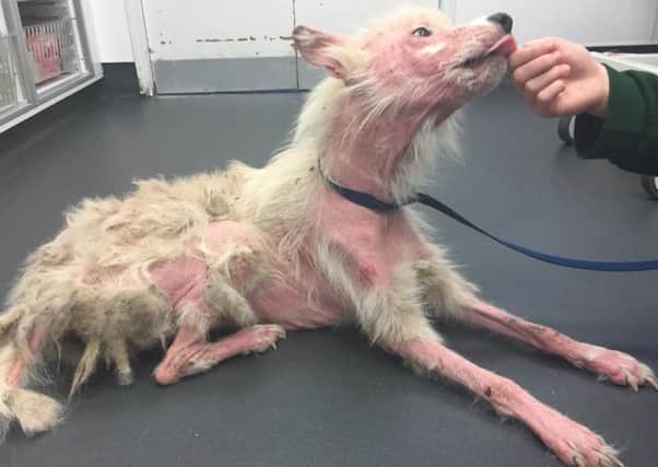 Ivy, the German Shepherd who was found with such a severe skin condition she had virtually no fur left. RSPCA/SWNS